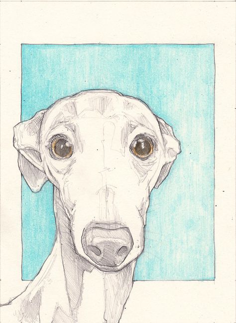 Whippet Drawing Simple, Lurcher Dog Drawing, Greyhound Drawing Sketch, Greyhound Dog Drawing, How To Draw A Greyhound, Italian Greyhound Painting, Whippet Dog Drawing, Italian Greyhound Drawing, Italian Greyhound Illustration