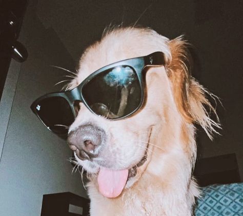 Golden Retriever Girl, Dog Wearing Sunglasses, Dog Characters, Golden Aesthetic, Golden Retriever Funny, Grey Aesthetic, Dog With Glasses, Aesthetic Yellow, Very Cute Dogs