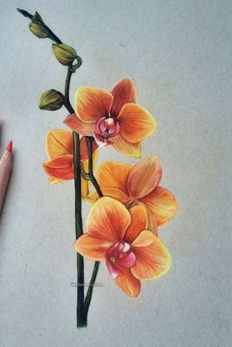 Pencil Colour Painting, Orchid Drawing, Classical Paintings, Pencil Drawings Of Flowers, Beautiful Flower Drawings, Colouring Pencils, Flower Art Drawing, Watercolor Flower Art, Nature Art Painting