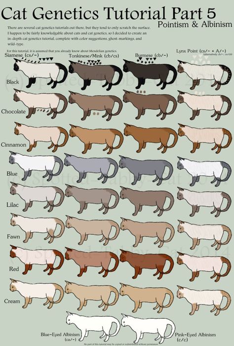 There are multiple cat genetics tutorials about, but they tend to only cover the basics (base colors, dilutions, tabby, white-spotting, pointism, & tortie/orange). In-de... Cat Genetics Tutorial, Cat Genetics, Several Cat, Cat Anatomy, Cat Language, Warrior Cat Drawings, Warrior Cat Oc, Cat Oc, Cat Reference