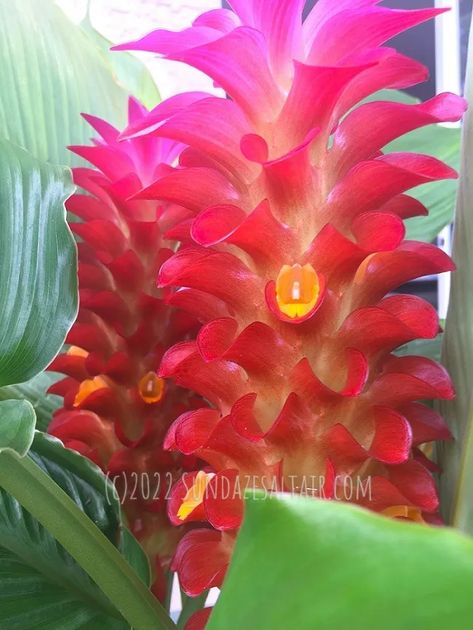 Water Lilly Aesthetic, Ginger Plant Flower, Lilly Aesthetic, Lilly Flower Drawing, Curcuma Plant, Flower Lilly, Torch Ginger Flower, Red Lily Flower, Lily Water