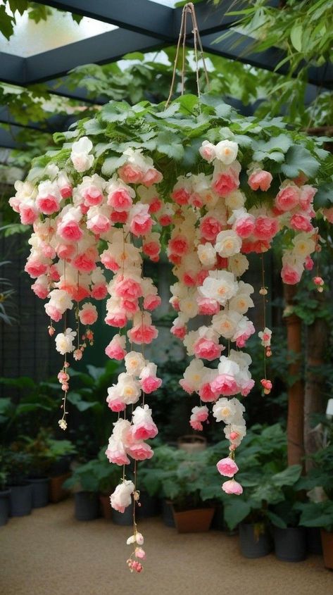 Weeping Begonia, Weeping Flowers, Hult Prize, Flower Gardening Ideas, Begonia Flower, Pretty Flowers Pictures, Lovely Flowers Wallpaper, Plant Garden, Nothing But Flowers