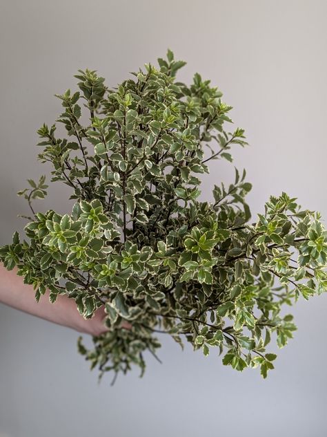 Variegated Pittosporum, Make It Yourself, Flowers, Floral