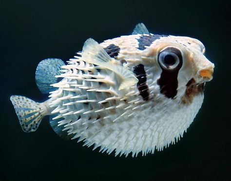 Puffer Fish Photography, Fish Reference Photo, Water Animals Art, Puff Fish, Cool Sea Creatures, Balloon Fish, Weird Sea Creatures, Petit Tattoo, Fauna Marina