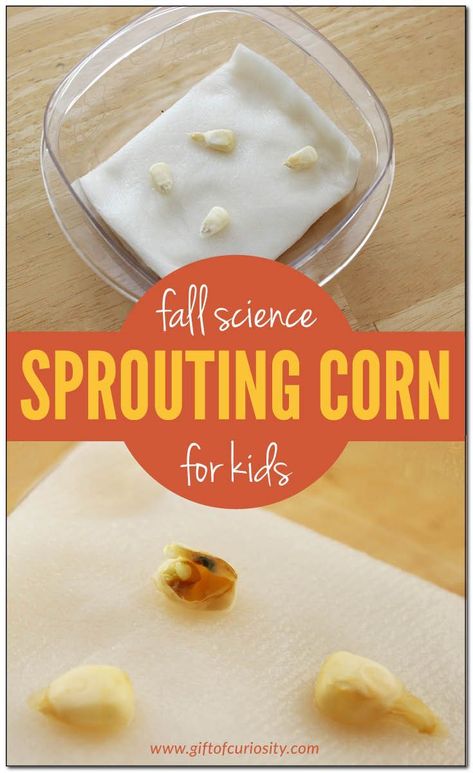 Easy fall science for kids: Sprouting Fresh Corn Kernels #GrowingCorn #FallScience #FallFun #ToddlerActivities Fall Science Activities, Preschool Food, Thanksgiving Activities Preschool, Fall Science, Science For Toddlers, Theme Preschool, November Activities, Science Activity, Autumn Activities For Kids