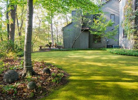 Moss Lawn, Grass Alternative, Growing Moss, Formal Garden, Moss Garden, Garden Lawn, Soil Improvement, Green Lawn, Public Garden