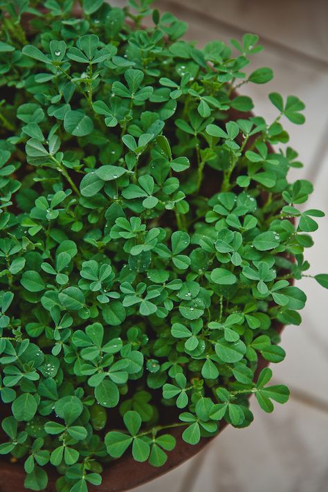 fenugreek leaves Fenugreek Plant, Massive Garden, Sorrel Plant, Gardening Tattoo, Fenugreek Benefits, Vegetable Salads, Gardener Aesthetic, Project Paper, Gardening Aesthetic