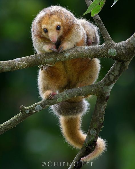 Silky Anteater, Giant Anteater, Dope Pics, Pic Inspiration, Australia Animals, Interesting Animals, Extinct Animals, Unusual Animals, Pretty Animals