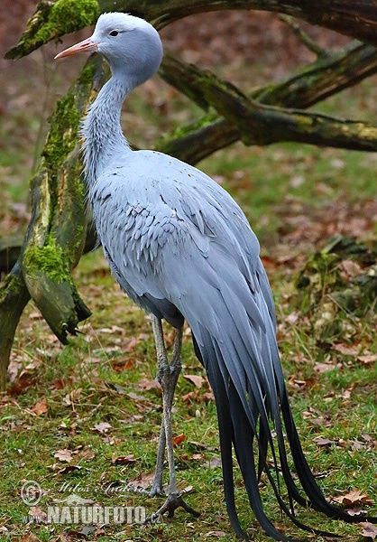 Blue Crane Drawing, Blue Crane Art, Blue Crane Bird, Sports Illustrations Design, South African Birds, Blue Crane, Wildlife Pictures, Crane Bird, Fish Drawings