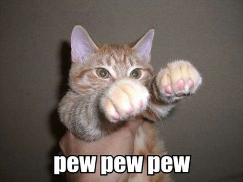 Pew pew pew Funny Animal Jokes, Funny Cat Memes, Funny Cat Pictures, Funny Animal Memes, Animal Jokes, E Card, Grumpy Cat, Animal Quotes, Funny Animal Pictures