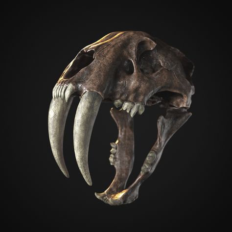 ArtStation - Saber tooth - Skull, Tumen. Altangadas Saber Tooth Skull, Bones Reference, Sabertooth Tiger Skull, Skulls Reference, Sabertooth Skull, Saber Tooth Tiger Skull, Sabertooth Tiger, Tiger Skull, Skull Reference