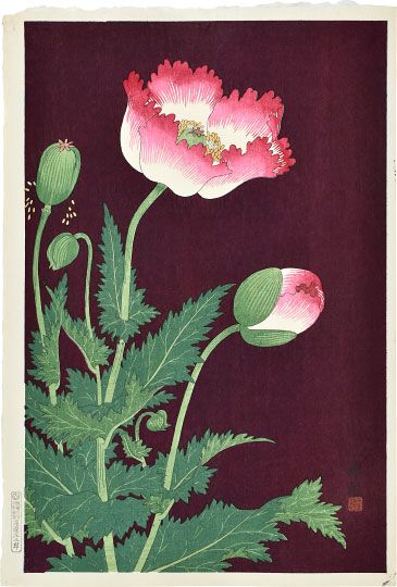 Koson Poppy Drawing, Ohara Koson, Botanical Watercolor, Japanese Woodblock Printing, Japanese Prints, Yahoo Search, Japanese Artists, Woodblock Print, Poppy Flower