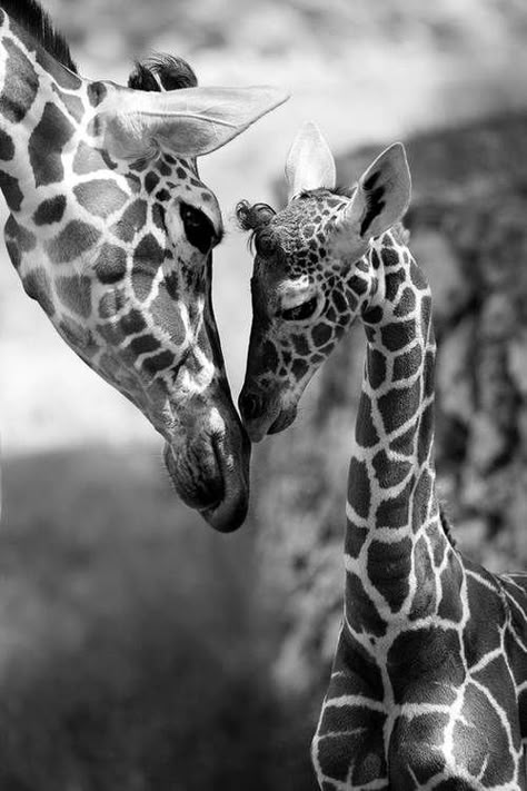 Giraffe Photography, Giraffe Pictures, Giraffe Art, Cute Giraffe, African Animals, Cute Creatures, Giraffes, Animal Photo, Amazing Animals