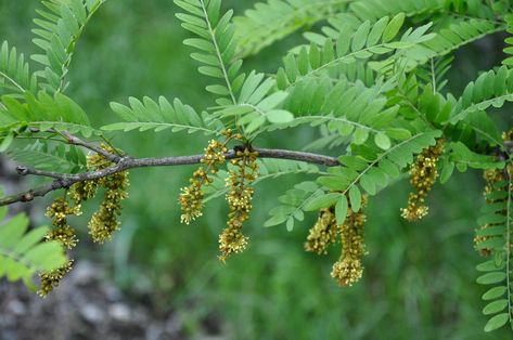 Honey locust buds in May Honey Locust Tree, Locust Tree, Tree Map, Honey Locust, Honey Benefits, Drought Resistant, Fast Growing Trees, National Gallery Of Art, Tree Leaves