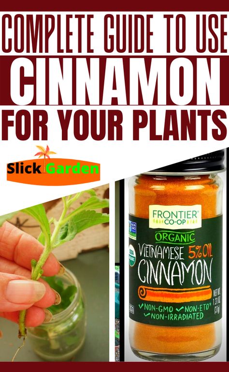 Cinnamon For Gardening, Cinnamon Water For Plants, Cinnamon For House Plants, Cinnamon Garden Uses, Cinnamon On Plants, Cinnamon For Plants, Cinnamon In The Garden, Cinnamon Garden, Lilly Plants