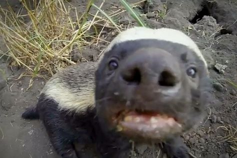 Inquisitive honey badger. Bee Larvae, Honey Badgers, Red Footed Tortoise, Hair Feathers, Ground Squirrel, Western Asia, Bee Honey, Honey Badger, Out Of Africa