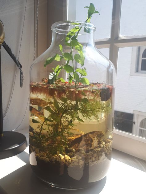 Eco Jar Diy, Closed Aquatic Ecosystem, Water Ecosystem In A Jar, Homemade Ecosystem, Ecosystems In A Jar, Small Ecosystem In A Jar, Aquatic Plants Aquarium, Diy Ecosystem In A Jar, Eco System In A Jar