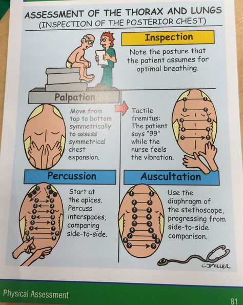 Assessment of the thorax and lungs Respiratory Assessment, Health Assessment Nursing, Nursing Cheat, Nursing Information, Nursing Board, Nursing Assessment, Health Assessment, Family Nurse Practitioner, Pulmonology