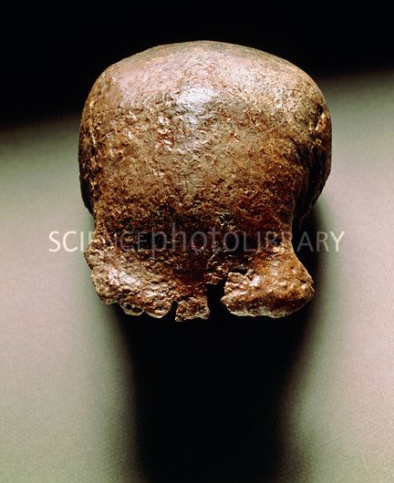 Skull cap of Pithecanthropus erectus, Java Man Pithecanthropus Erectus, Java Man, Darwin's Theory Of Evolution, Homo Erectus, Theory Of Evolution, Human Evolution, Skull Cap, Archaeology, Java