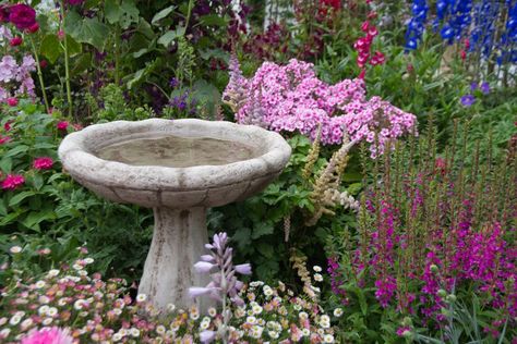 3 Reasons Why Birds May Not Be Using Your Bird Bath Solar Bird Bath, Cottage Garden Plants, Bird Baths, Plant Problems, Small Ponds, Mardi Gras Gifts, Backyard Birds, Ponds, Water Fountain