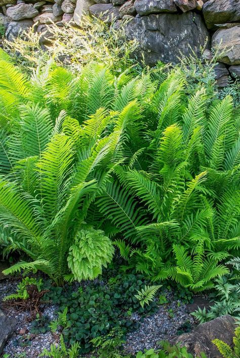 Ferns In The Garden, Ferns In Landscaping, Outdoor Ferns Landscapes, Ferns In Flower Beds, Fern Garden Landscaping, Fern Shade Garden, Fern Flower Bed, Ferns Landscaping, Landscaping With Ferns