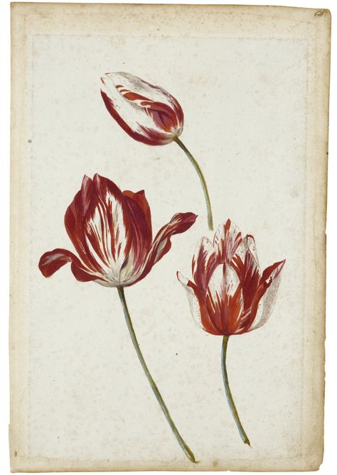 Dutch School, 17th Century THREE TULIPS | sotheby's Tulip Tattoo, Vegetable Illustration, Tulip Painting, Flower Drawings, Illustration Botanique, Scientific Illustration, Botanical Drawings, Plant Illustration, Flower Art Painting