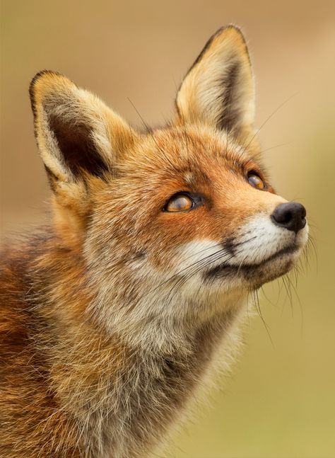 Regard Animal, Wild Animals Photography, Photography Animals, Animals Crossing, Photography Wildlife, Foxes Photography, Animals Photography, Fox Pictures, จีซอง Nct