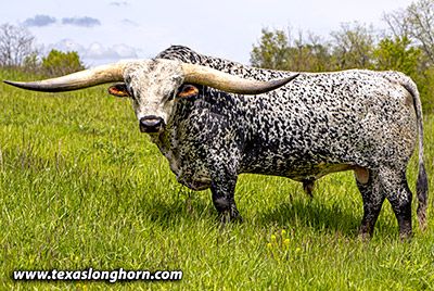 Cattle Pictures, Texas Long Horn, Nguni Cattle, Bull Pictures, Big Bull, Long Horns, Longhorn Steer, Buffalo Bulls, Longhorn Cattle