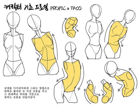 When drawing the upper body dynamically, one side will have a large curved flow, like a bow, while the opposite side will fold around the waist. Taco1704 Anatomy, Taco Anatomy, How To Draw Torso, Upper Body Drawing, Taco Drawing, Anatomy Tutorial, Human Anatomy Drawing, Anatomy Sketches, Body Reference Drawing