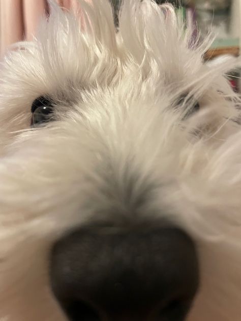 Westie. Zoom. 0.5 lens. Dog. White. Fluffy. Dog Staring At Camera, Dog Fluffy, Dog White, Dog Selfie, White Dog, White Dogs, Dogs, Animals, White