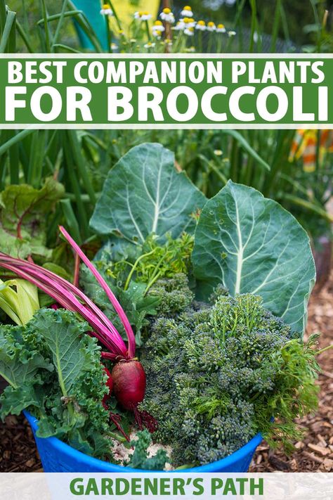 Brocolli Companion Plants, Companion Planting Broccoli, Brassica Companion Planting, What To Plant With Broccoli, Planting Broccoli Plants, Broccoli Companion Plants, Planting Broccoli, Broccoli Garden, Mini Homestead