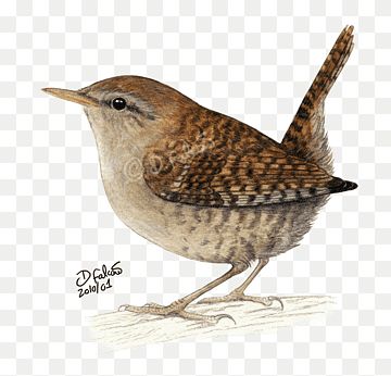 Wren Drawing, Bird Watercolor Paintings, Watercolor Birds, Bird Drawings, Watercolor Bird, Wren, Brush Strokes, Animal Photography, Cute Drawings