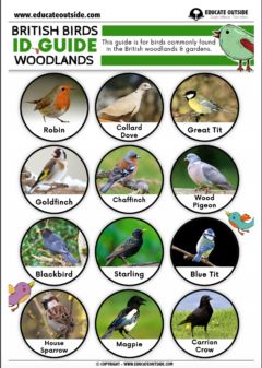 British Woodlands Bird ID Guide - Educate Outside British Birds Identification, North American Birds, Teaching Freebies, Garden Wildlife, American Birds, Middle School Science Teacher, Ideas For Teachers, Bird Identification, British Birds