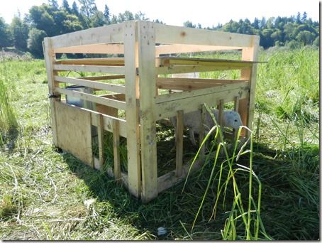 Creep Feeder For Lambs, Diy Creep Feeder, Creep Feeders For Goats, Lamb Creep Feeder, Livestock Feeders, Keeping Sheep, Goat Feeders, Sheep Feeders, Sheep Shelter