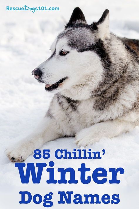 Is winter your favorite season? Then why not chose a winter themed name for your dog... choose from 85 cool winter inspired names plus see great options for other seasons in our huge puppy name library. Puppy Litter Name Themes, Puppy Litter Theme Names, Winter Names, Girl Dog Names, Puppy Litter, Elf Pets, Cold Weather Dogs, Winter Puppy, Dog Winter