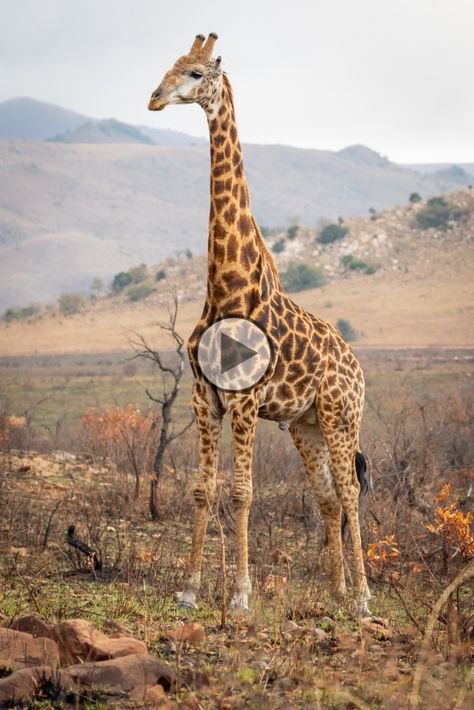 Step into the enchanting world of giraffes with this captivating video! 🌿 Witness their grace, beauty, and unique behavior in full detail. Click to watch the full video and embark on a safari adventure like no other! 📽️ #GiraffeMagic #WildlifeWonders #FullVideoExperience #animals #Wildlife #funnyanimals African Giraffe, African Savannah, Funny Giraffe, Grace Beauty, Safari Adventure, Under The Tree, Gentle Giant, Giraffes, The Grace