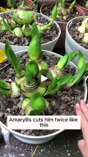 Taking Care Of Plants, Amaryllis Plant, Amaryllis Bulbs, Container Gardening Flowers, Gardening Hacks, Inside Plants, Garden Bulbs, Veg Garden, Succulents Indoor