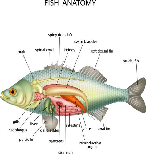 Fish Anatomy, Fruits Name In English, Vet Tech School, Cell Diagram, Anatomy Flashcards, Animals Name In English, Fish Activities, Veterinary Science, Vet Medicine