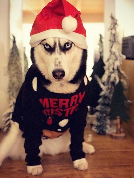 14 Funny Huskies Who Know Exactly How to Decorate House for Christmas | Page 2 of 3 | PetPress Decorate House For Christmas, Funny Huskies, Decorate Your House For Christmas, Nightmare Before Christmas Dog, Christmas Husky, Happy New Year Dog, Christmas Pet Photos, Dog Christmas Photos, Decorate House