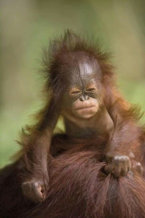 Baby Orangutan, Animals Adorable, Cute Monkey, Monkey Business, Animals Funny, Baby Monkey, Primates, Cute Creatures, Sweet Animals