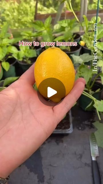 plantifyyy on Instagram: ""Unlock the secret to growing your very own lemon tree and indulge in the refreshing taste of homegrown citrus straight from your backyard! 🍋🌳 Follow our step-by-step guide to nurturing a flourishing lemon tree and relish the joy of plucking ripe, juicy lemons from your own garden. 🌿🌱 Let nature's zesty treasure illuminate your garden and infuse your recipes with its tangy goodness. 🌞✨  . . FOLLOW @plantifyyy . . . Please dm us for credit or to remove the video #LemonTreeLove #GardenGuru #CitrusDelight #GrowYourOwn #BackyardHarvest #FreshAndZesty #HomegrownCitrus #GreenThumb #DIYGarden #FruitfulHarvest #Nature'sBounty #SustainableLiving #GardenMagic #UrbanGardening #HealthyLiving #HarvestTime #NourishYourGarden #DeliciousCitrus #GardeningInspiration #FruitTre Lemon Tree From Seed, Growing Lemon Trees, Lemon Seeds, How To Grow Lemon, Citrus Plant, 50k Views, Buy Seeds, Harvest Time, Lemon Tree