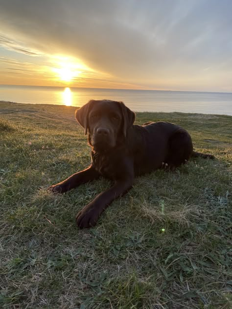 Brown Labrador, Chocolate Labrador Retriever, Lab Puppy, Lab Dogs, Cute Little Puppies, Lab Puppies, Labrador Puppy, Baby Puppies, Little Puppies