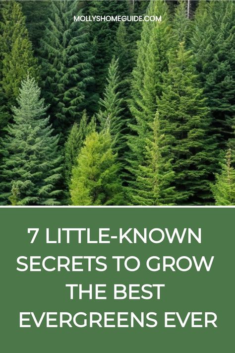 Discover the ultimate guide on how to grow evergreens successfully in your garden. Learn the best practices, tips, and tricks to ensure your evergreen trees and shrubs thrive all year round. From choosing the right species for your climate to proper planting techniques and essential care routines, we've got you covered. Whether you're a novice gardener or a seasoned pro, this comprehensive resource will help you create a lush green paradise in your backyard. Planting Evergreen Trees, Evergreen Tree Landscaping, Propagating Evergreen Trees, Unique Evergreen Trees, Conifer Garden Design, Evergreen Privacy Landscaping, Landscaping With Evergreens, Evergreen Garden Design, Ornamental Evergreen Trees