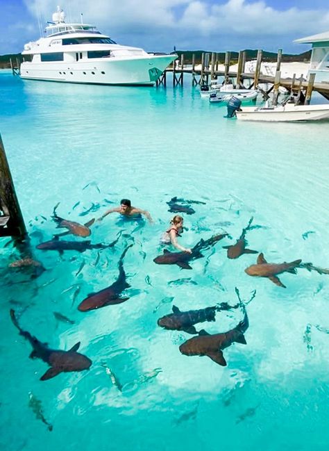 Will you join them? 🦈 📍Bahamas 📸Thiago.lopez #bahamas #bahamastravel #exuma Bahamas Photography, The Bahamas, The Bahamas Aesthetic, Nassau Bahamas Pictures, Bahamas Nature, Atlantis Resort Bahamas, Tiger Beach Bahamas, Bahamas Travel, Bahamas Vacation