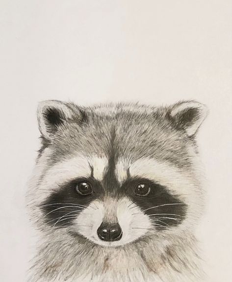 Cute Young raccoon colored pencil prismacolor pencils