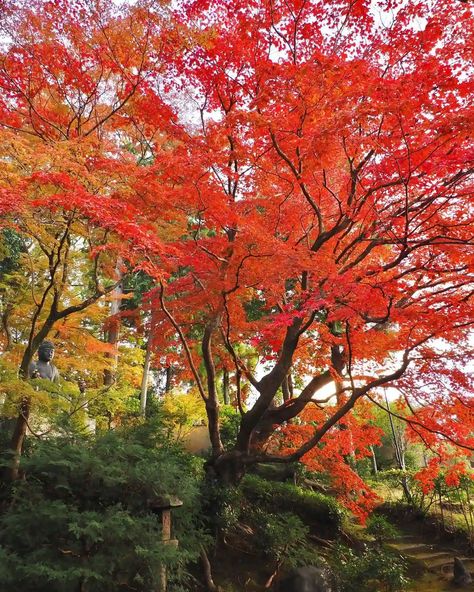 Acer Trees, When To Plant, Japanese Maples, Maple Trees, Japanese Maple Tree, Japanese Maple, Maple Tree, Art Inspo, Deer