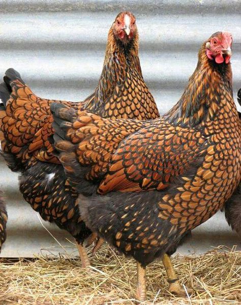 Golden Lace Wyandotte Gold Laced Wyandotte, Wyandotte Chicken, Beautiful Chickens, Keeping Chickens, Lambada, Chickens And Roosters, Chicken Breeds, Pet Chickens, Chicken Farm