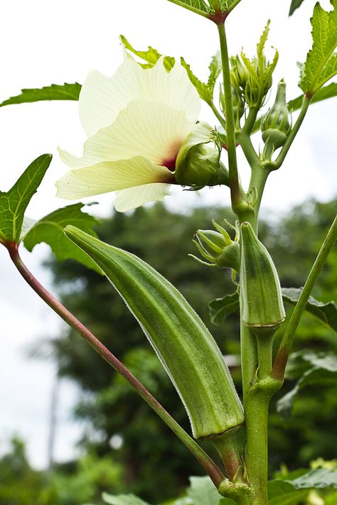 Growing Okra, Okra Plant, Okra Seeds, Growing Cucumbers, Summer Vegetable, Organic Vegetables, Okra, Annual Plants, Growing Vegetables