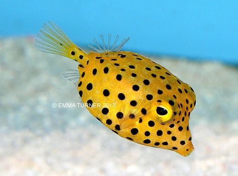 Yellow Boxfish-Ostracion cubicus Aquatic Tattoo, Acropora Coral, Cow Fish, Marine Organism, Puffer Fish, Marine Aquarium, Fish Art, Underwater World, Bird Species