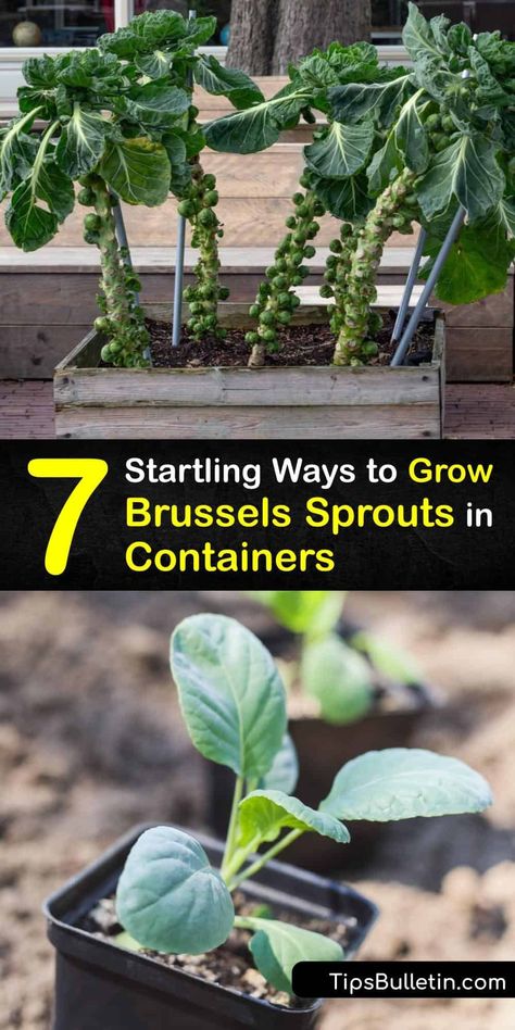 Sprout Growing, Growing Brussels Sprouts, Planting Brussel Sprouts, Growing Cabbage In Containers, Growing Brussel Sprouts, How To Grow Cabbage In A Pot, Growing Brussel Sprouts In Containers, Brussels Sprouts Growing, How To Grow Brussel Sprouts